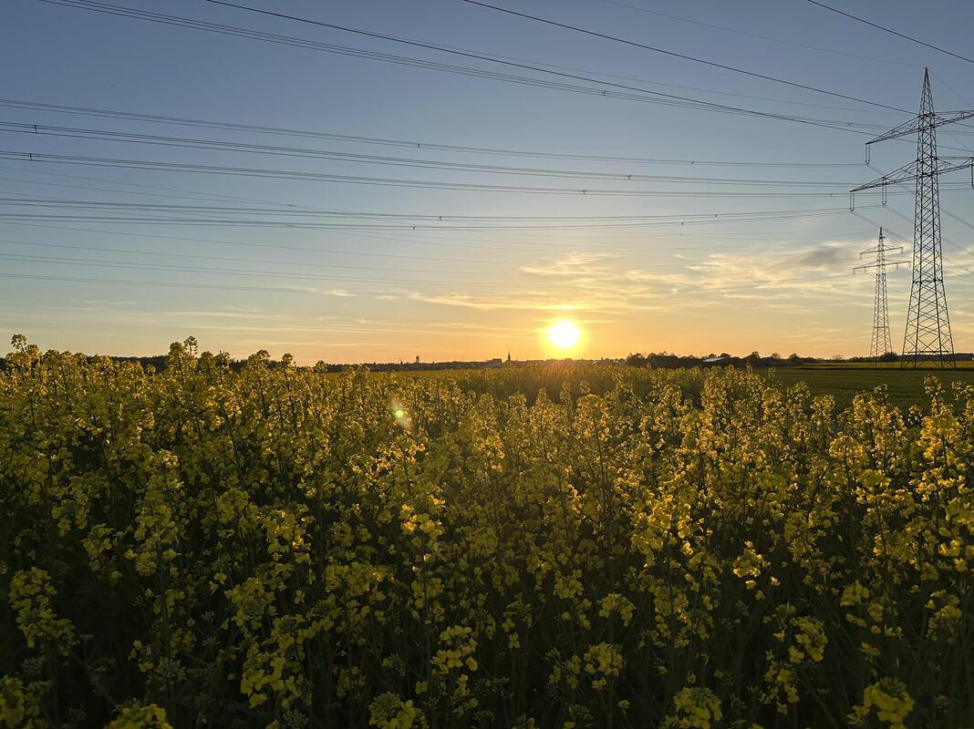 Sonnenuntergang über dem Rapsfeld.  Von Anja Schnotz aus Gäufelden.