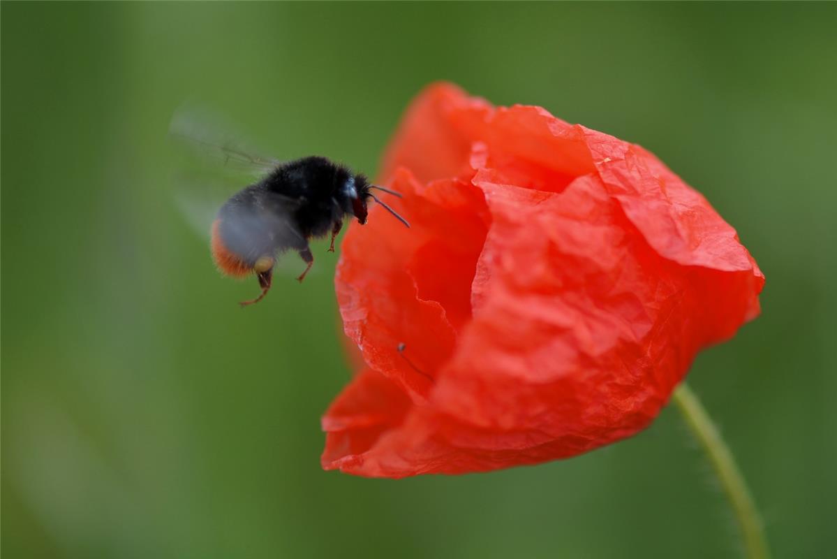 Soviel Rot, da kann eine Hummel nicht wiedersehen. Von Eckbert Kaiser aus Hailfi...