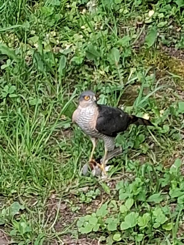 Sperber auf der Lauer. Von Tilla Malner aus Herrenberg.