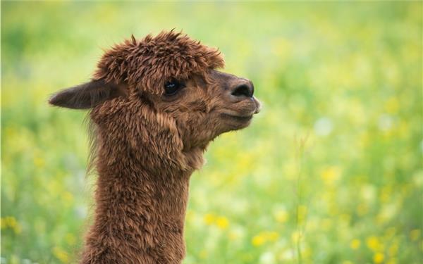Spieglein an der Wand, wer ist der Flauschigste im ganzen Land? (gesehen in Entringen) GB-Foto: Schmidt