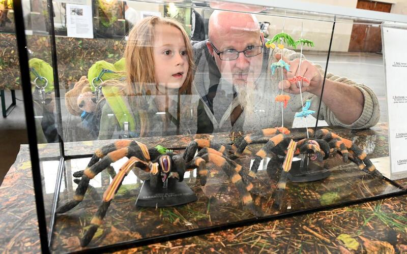 Spinne von innen? In diesem Schaukasten sehen die Besucher die Anatomie eines Achtbeiners anhand von Modellen. GB-Foto: Holom