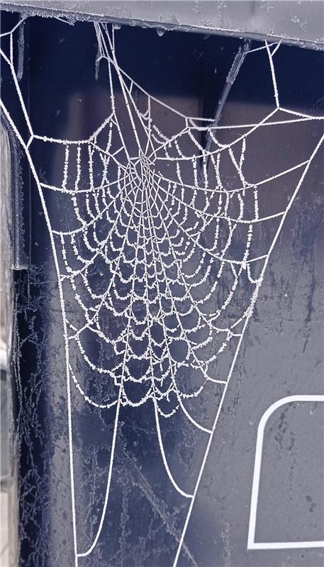 Spinnennetz, das auf einem Mülleimer eingefroren ist. Von Marta Kolczyńska aus H...