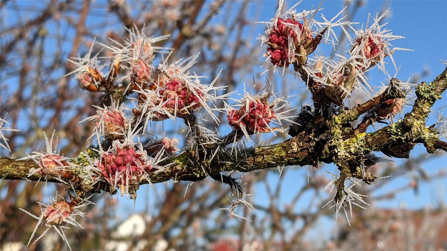 Stachelige Knospen finden sich in Susanne Marquardts Garten in Gültstein.