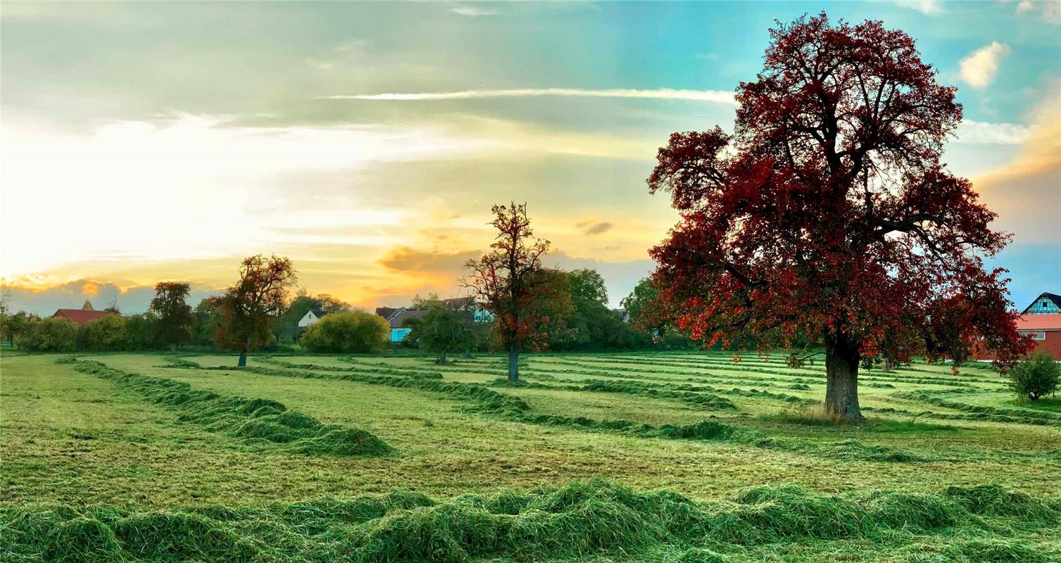 Statt blaue Wellen am Meer nun grüne Wellen im Gäu – es herbstet... Von Minja Ro...