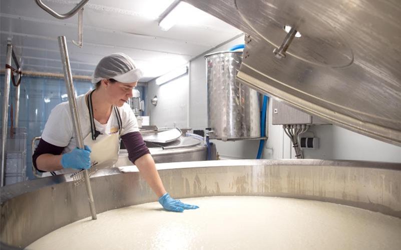 Steffi Heidrich bearbeitet die Gallerte. Mit einer mobilen Käserei in einem umgebauten LKW ist die Molkereifachfrau in Norddeutschland unterwegs um Käse direkt beim Landwirt auf dem Hof herzustellen. Foto: Sina Schuldt/dpa