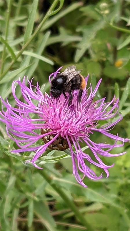 Steinhummel mag die Wiesen - Flockenblume. Diese Erkenntnis hat Susanne Marquard...