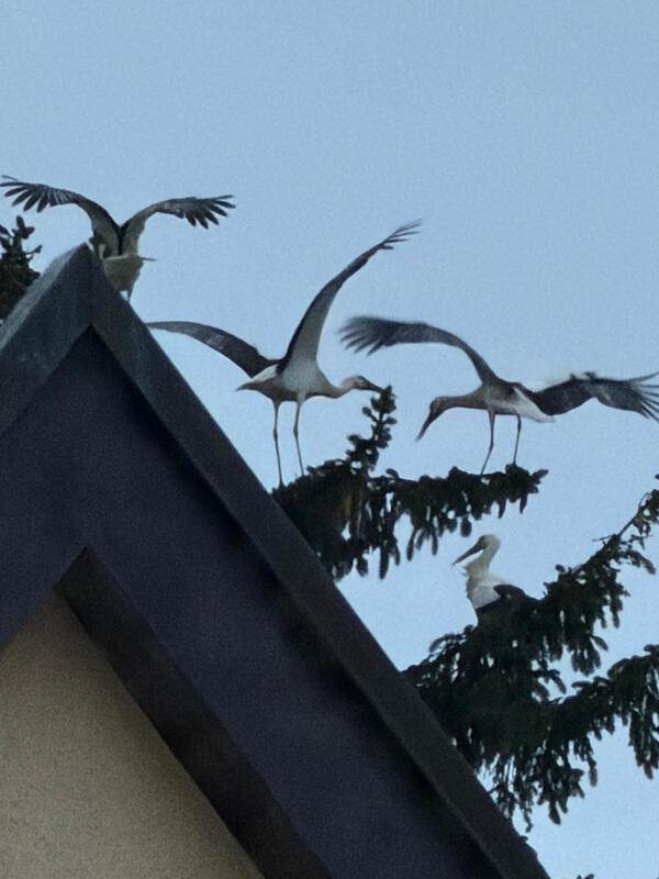 Störche im Herrenberger Alzental.  Von Raphael Stöffler aus Herrenberg.