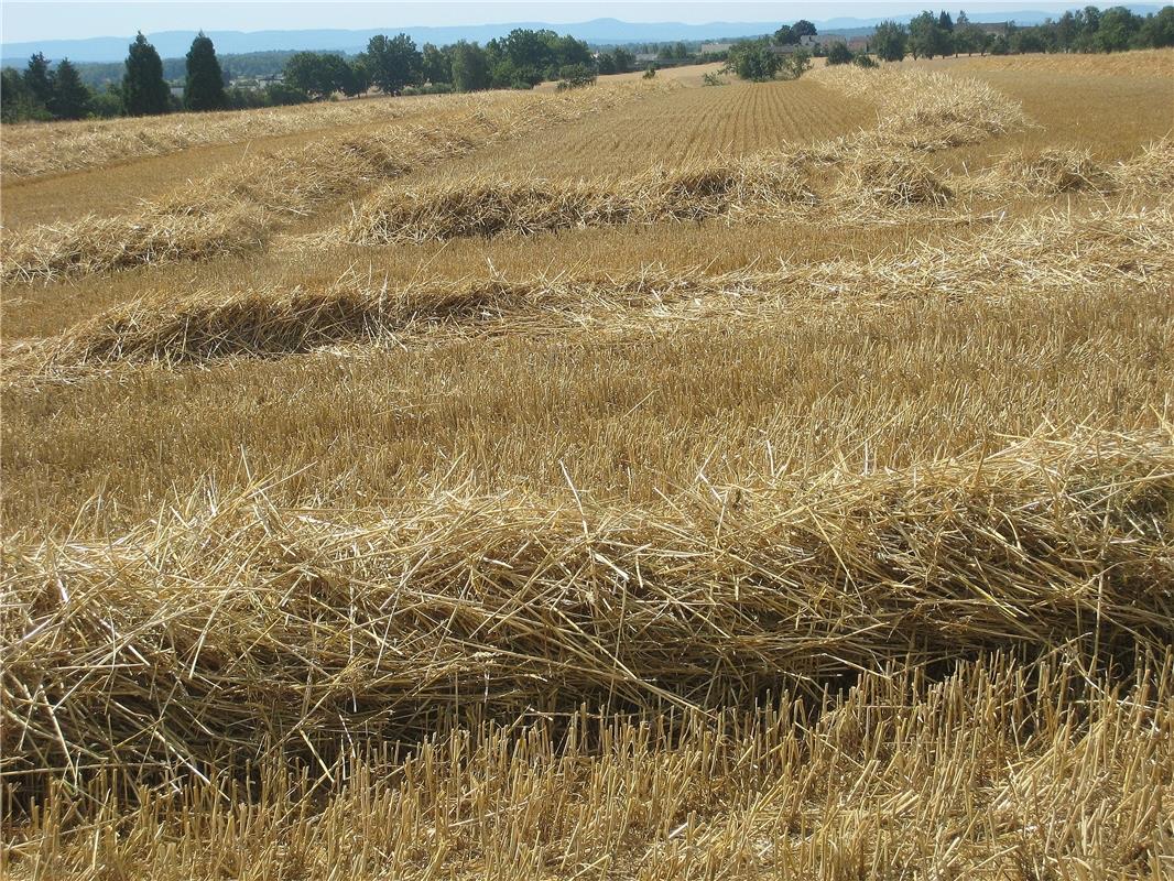 "Stoppelts schon Mitte July, ist der Sommer very dry!" Von Frank Winter aus Nebr...