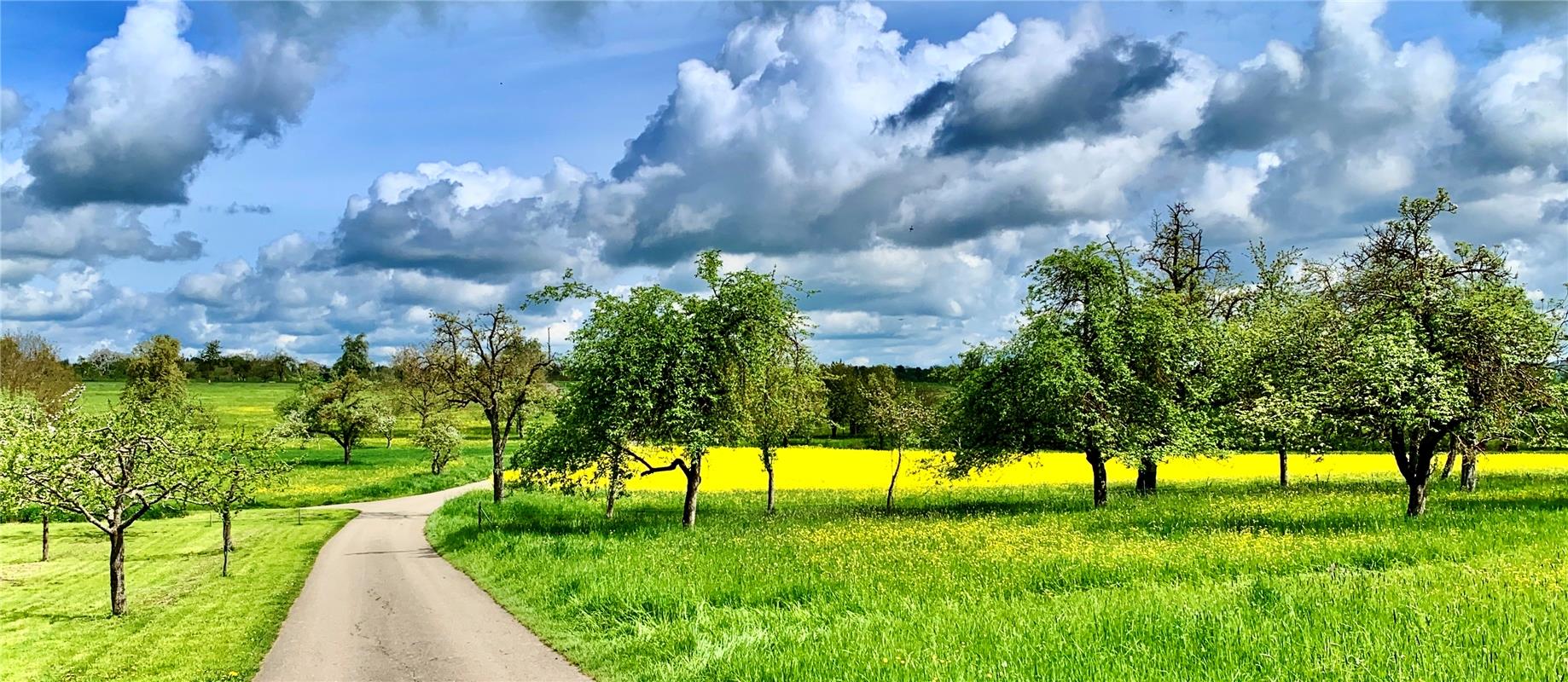 Streuobst und Raps unter dem Himmelszelt. Von Minja Rollinson aus Gäufelden.