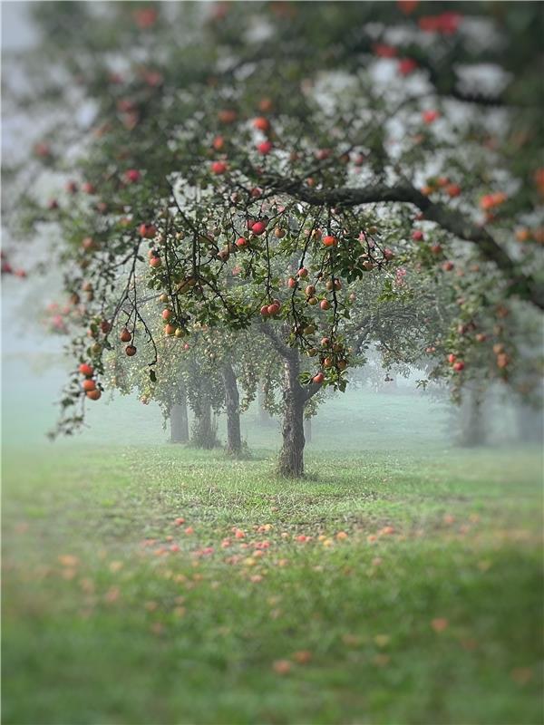 Streuobstwiese im Nebelkleid... Von Pia Fath aus Herrenberg.