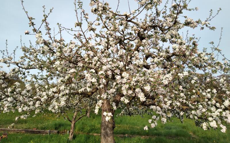 Streuobstwiesen sind prägend für das Landschaftsbild im Gäu und am Schönbuch. GB-Foto (Archiv): gb
