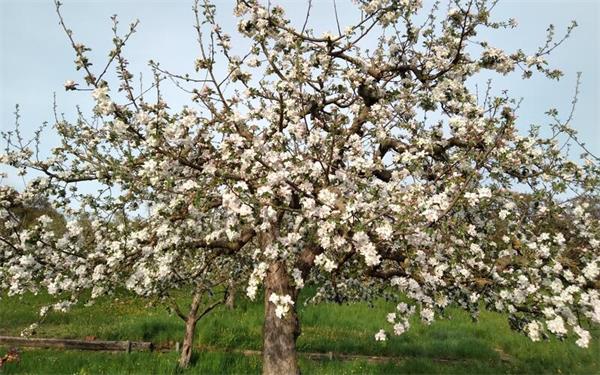 Streuobstwiesen sind prägend für das Landschaftsbild im Gäu und am Schönbuch. GB-Foto (Archiv): gb