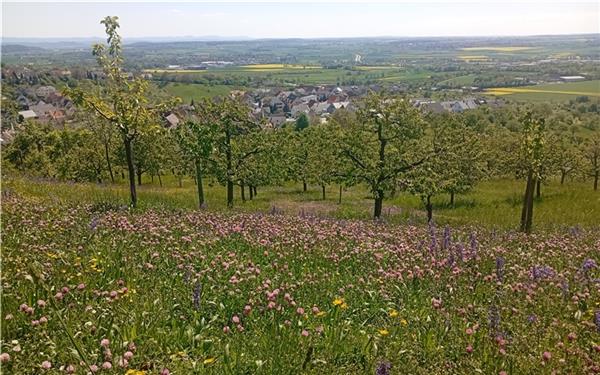 Streuobstwiesen sind wichtige Lebensräume.GB-Foto (Archiv): gb