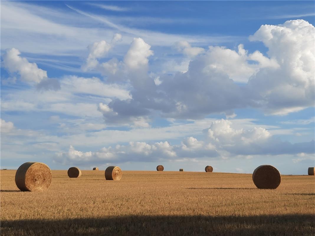 Strohenge: Strohballen nach Ernte im sonnigen Abendlicht im Deckenpfronner Sulze...