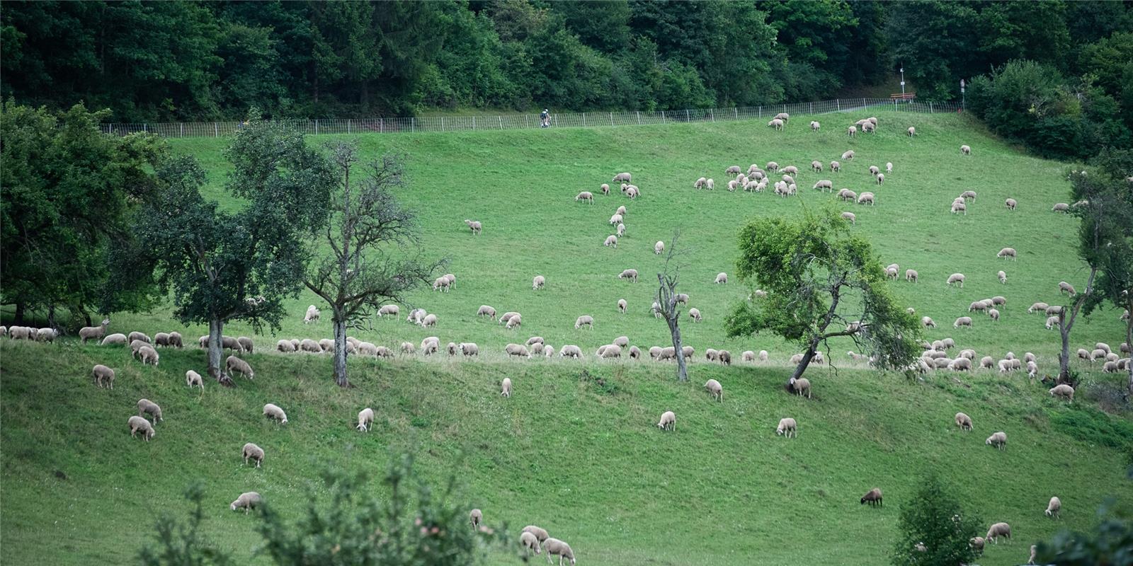 Suchbild: Viele Schafe und ein Radfahrer Bergzeitfahren Wildberg 8 / 2020 Foto: ...