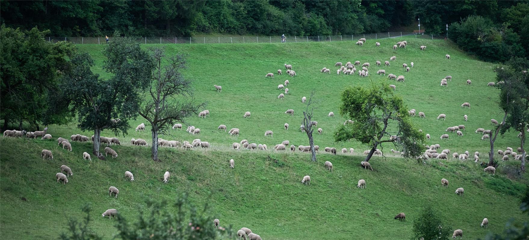 Suchbild: Viele Schafe und ein Radfahrer Bergzeitfahren Wildberg 8 / 2020 Foto: ...