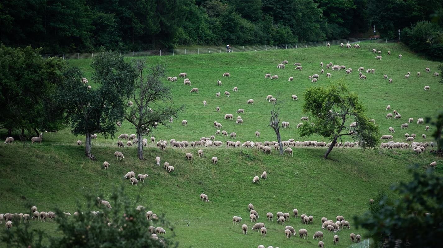 Suchbild: Viele Schafe und ein Radfahrer Bergzeitfahren Wildberg 8 / 2020 Foto: ...