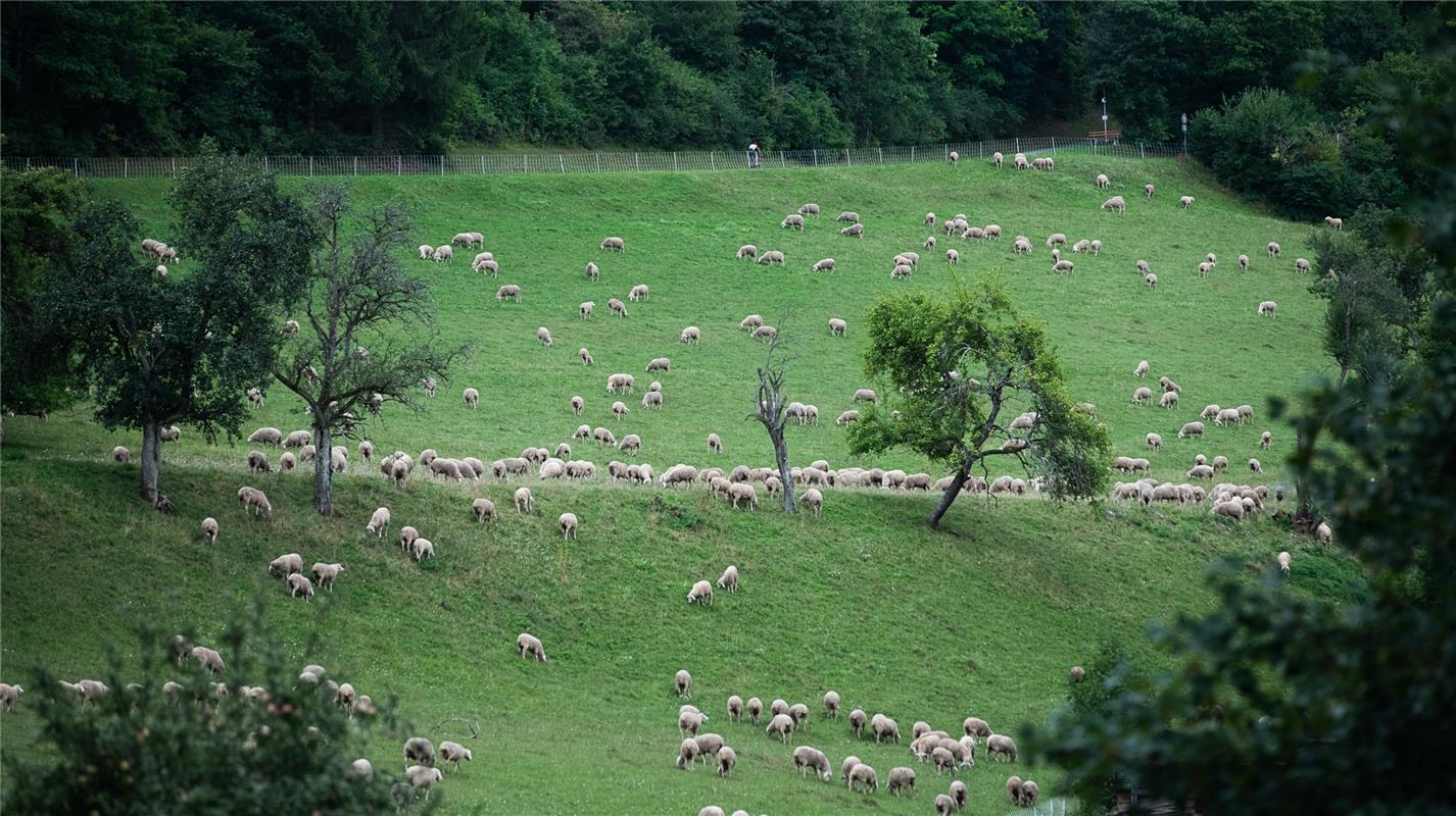 Suchbild: Viele Schafe und ein Radfahrer Bergzeitfahren Wildberg 8 / 2020 Foto: ...