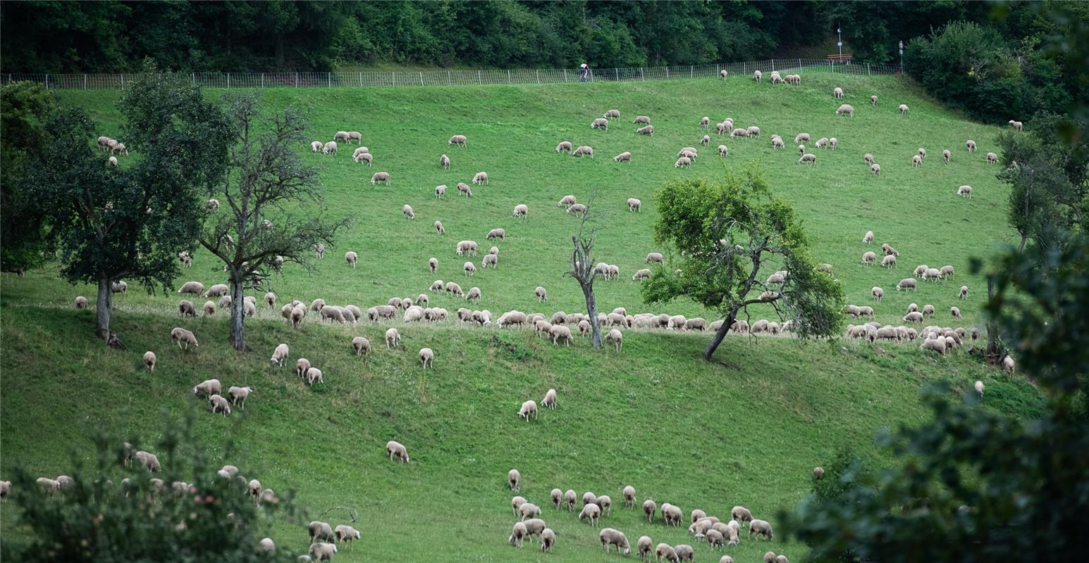 Suchbild: Viele Schafe und ein Radfahrer Bergzeitfahren Wildberg 8 / 2020 Foto: ...