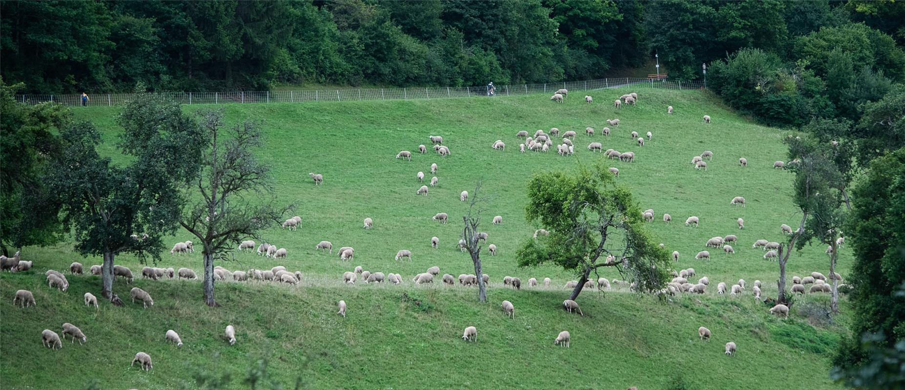 Suchbild: Viele Schafe und ein Radfahrer Bergzeitfahren Wildberg 8 / 2020 Foto: ...