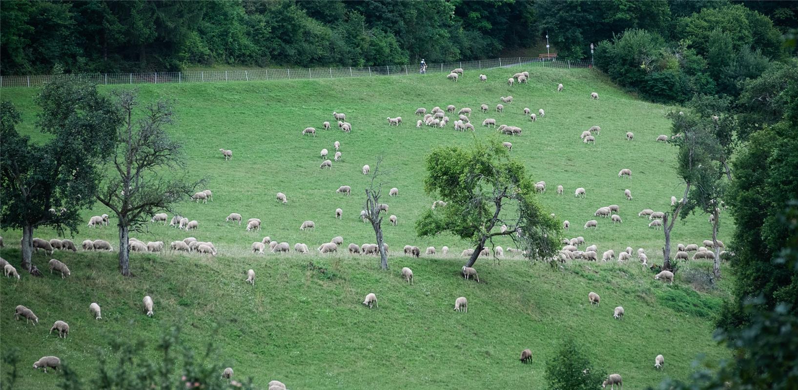 Suchbild: Viele Schafe und ein Radfahrer Bergzeitfahren Wildberg 8 / 2020 Foto: ...