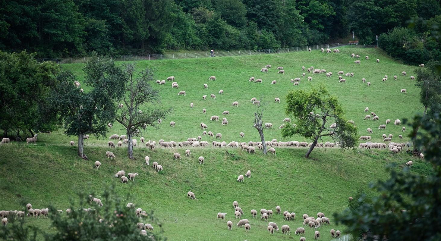 Suchbild: Viele Schafe und ein Radfahrer Bergzeitfahren Wildberg 8 / 2020 Foto: ...