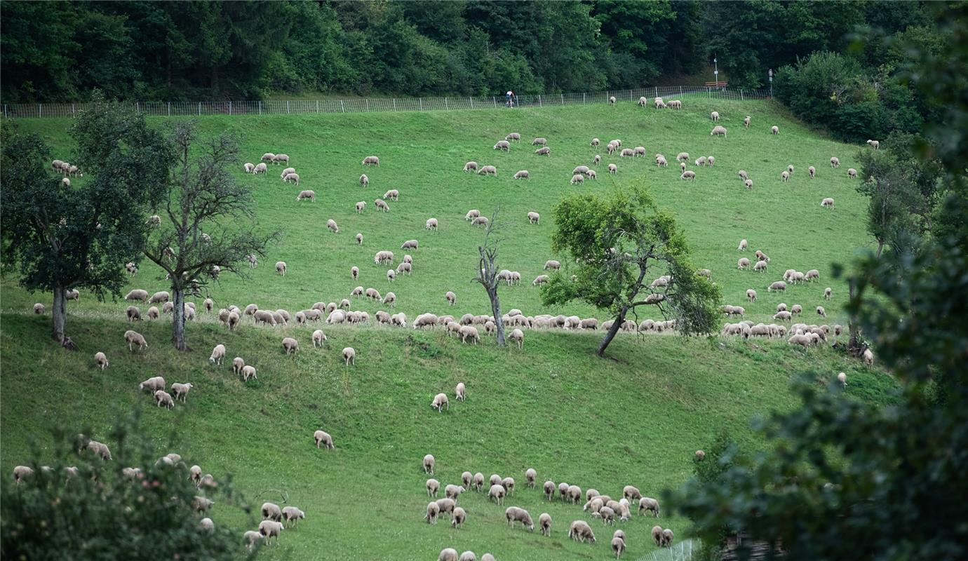 Suchbild: Viele Schafe und ein Radfahrer Bergzeitfahren Wildberg 8 / 2020 Foto: ...