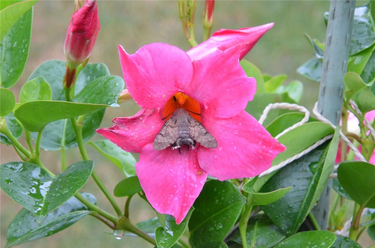 Summertime ... es ist angerichtet. Aus dem Garten von Joachim Senf, Jettingen.