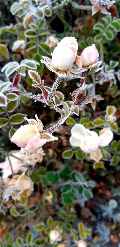 Susanne  Marquardt aus Herrenberg erfreut sich der Eisblumen in ihrem Garten.