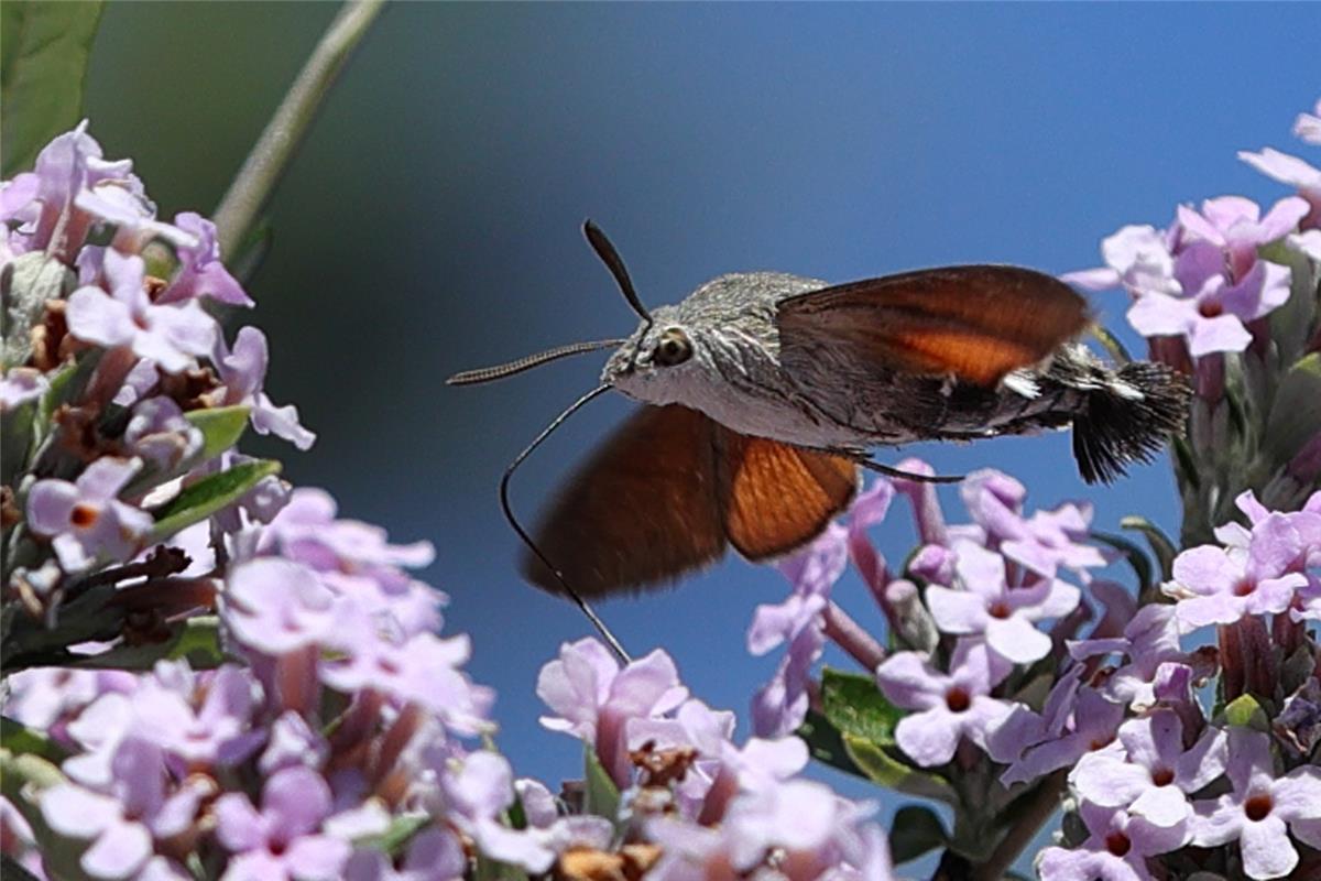 Taubenschwänzchen (auch Kolibrischwärmer) labt sich am Schmetterlingsflieder im ...