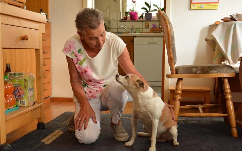 Pablo sucht Partner Terrier-Mischling Pablo sucht jemand, der ihn ausführt GB-Foto: gb
