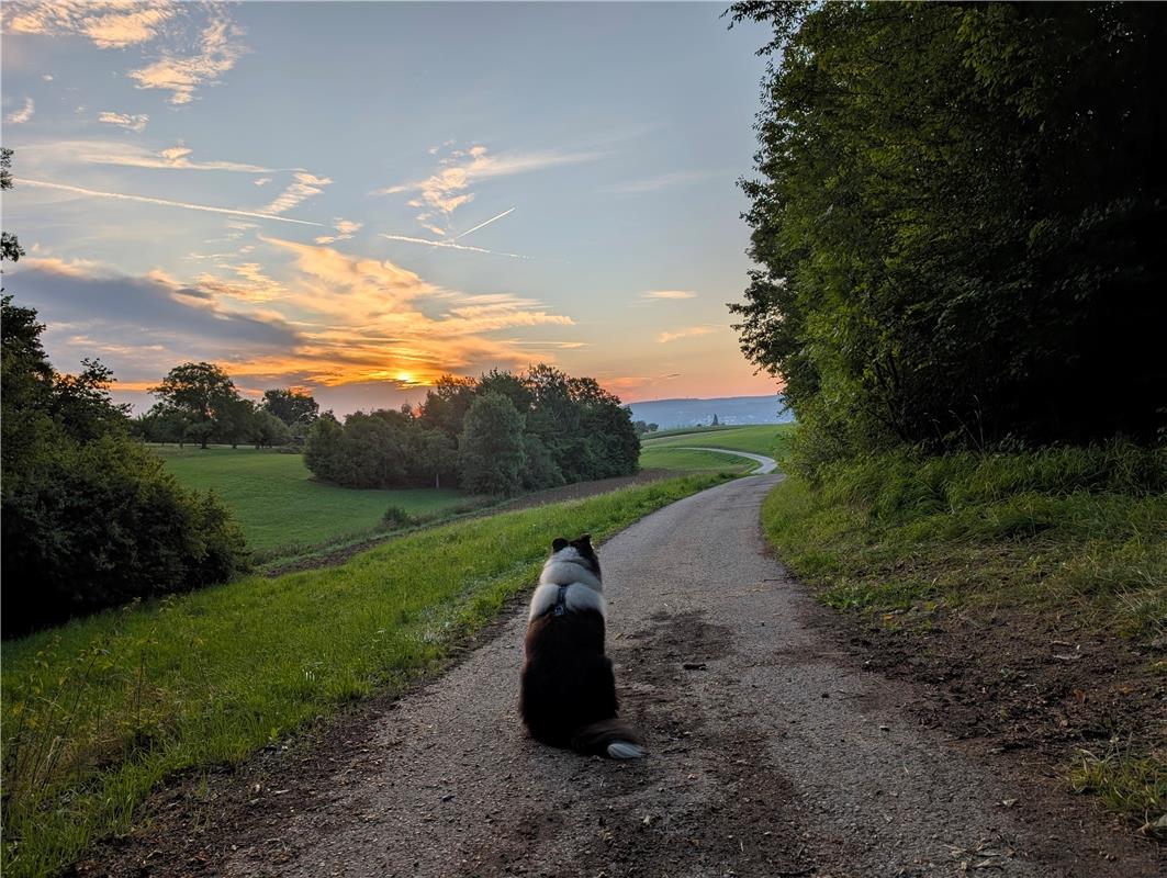 Thori bewundert den Sonnenaufgang. Von Eva Althoff-Nüßle aus Herrenberg.