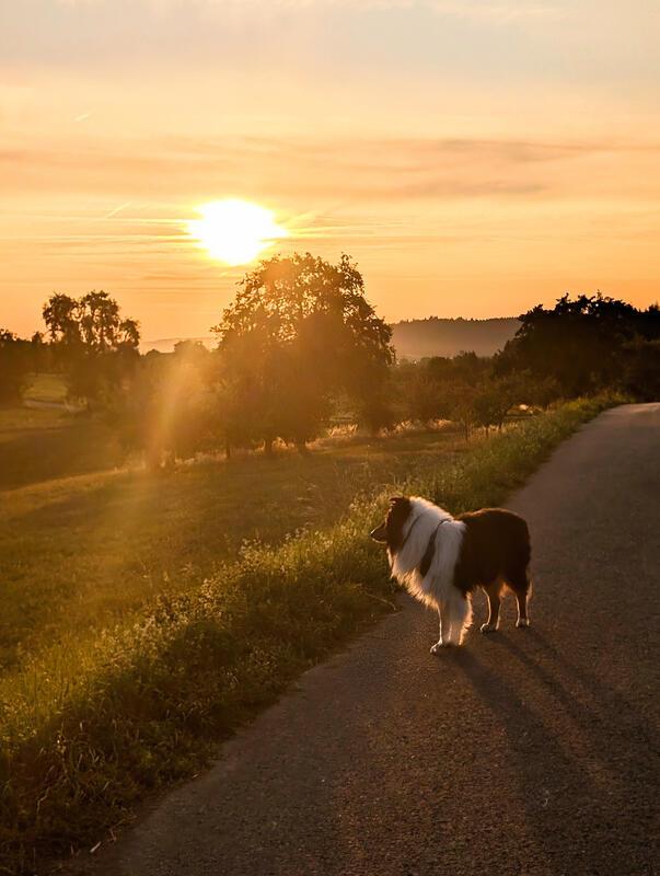 Thori bewundert den Sonnenuntergang.  Von Eva Althoff-Nuessle aus Affstätt.