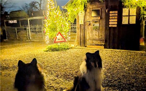 Thori und Aki warten aufs Christkind in Affstätt(gesehen von Eva Althoff-Nüßle aus Herrenberg)