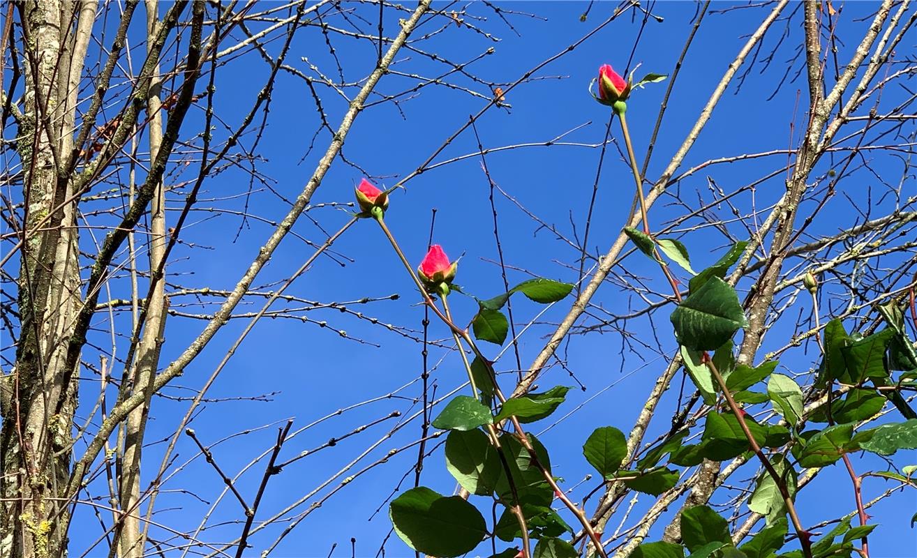 Tief im November sind nur noch Rosen mit Blättern und Blüten. Von Minja Rollinso...