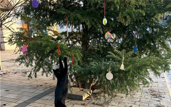 Tierische Hilfe beim Schmücken des Weihnachtsbaums (hat Cornelia Rinkert aus Herrenberg fotografiert)