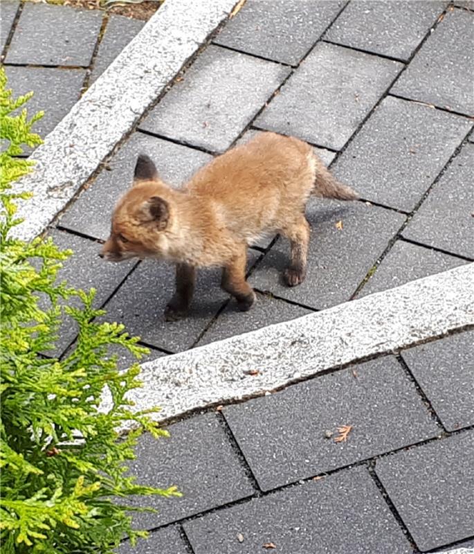 Tierischer Besuch: Jungfuchs im Wildberger Garten von Claudia Weik.