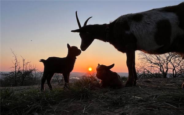 Tierisches Familienglück (fotografiert von Cornelia Rinkert aus Herrenberg)