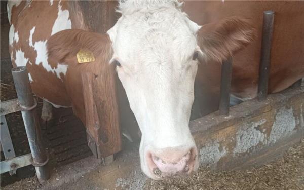 „Tierschutz braucht eine starke, fachlich unabhängige Stimme“, findet der Grünen-Abgeordnete Peter Seimer. Sieht in der Umwandlung von Julia Stubenbords Amt aber auch eine Chance. GB-Foto (Symbolbild): gb