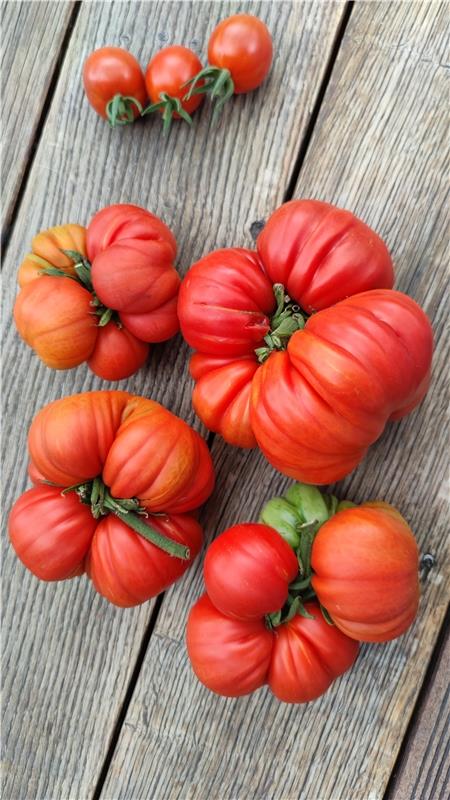 Tomatenernte. Von Brigitta Dengler aus Herrenberg.