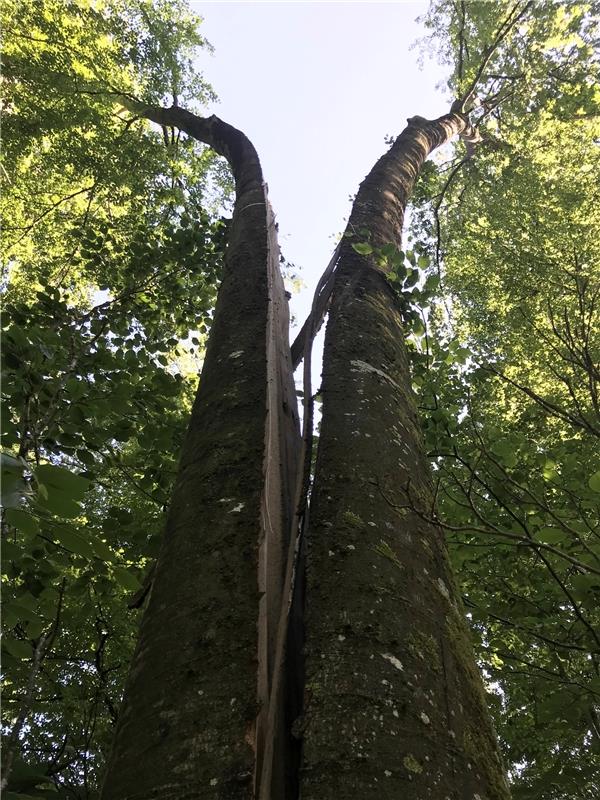 Trennungsjahr, eine Buche lässt sich scheiden oder nur die Axt der Natur: Der Bo...