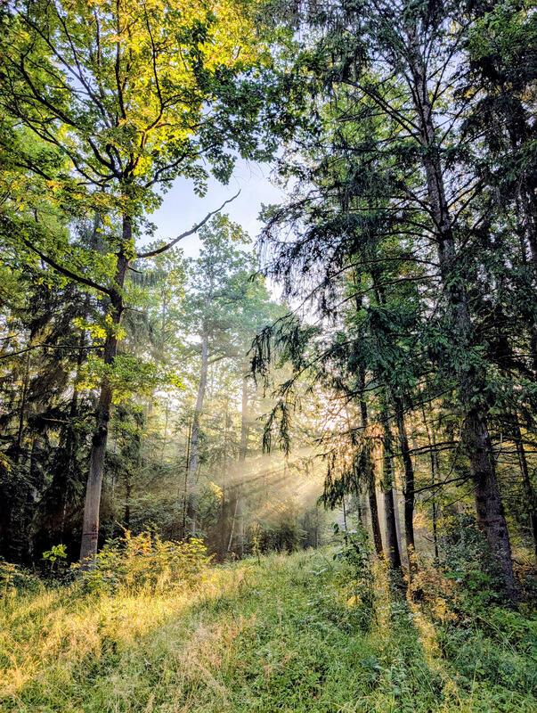 Tropenwald Kuppingen.  Von Eva Althoff-Nuessle aus Herrenberg.