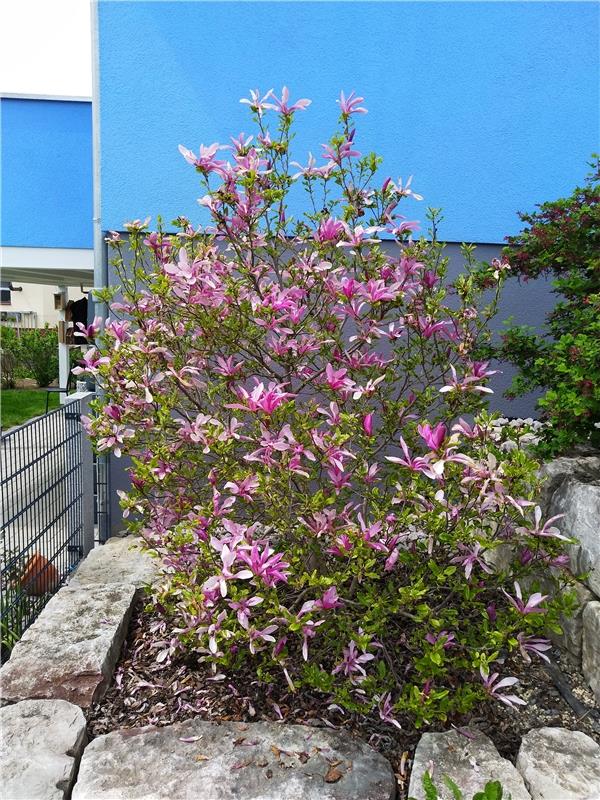 Trotz des Wetters  blüht die  magische Magnolie von Sandy Eberle in Jettingen un...