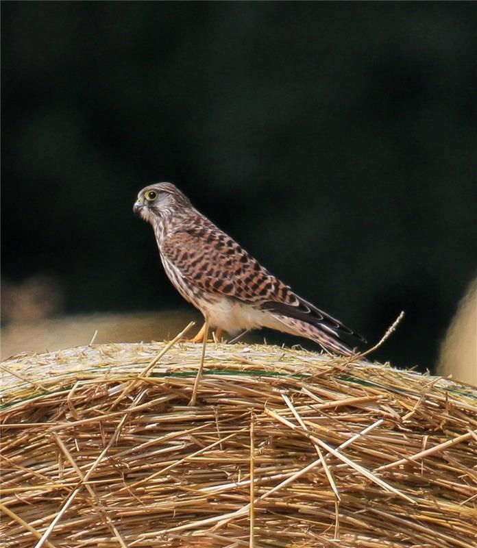 Turmfalke  Von Natalie Politz aus Hildrizhausen.