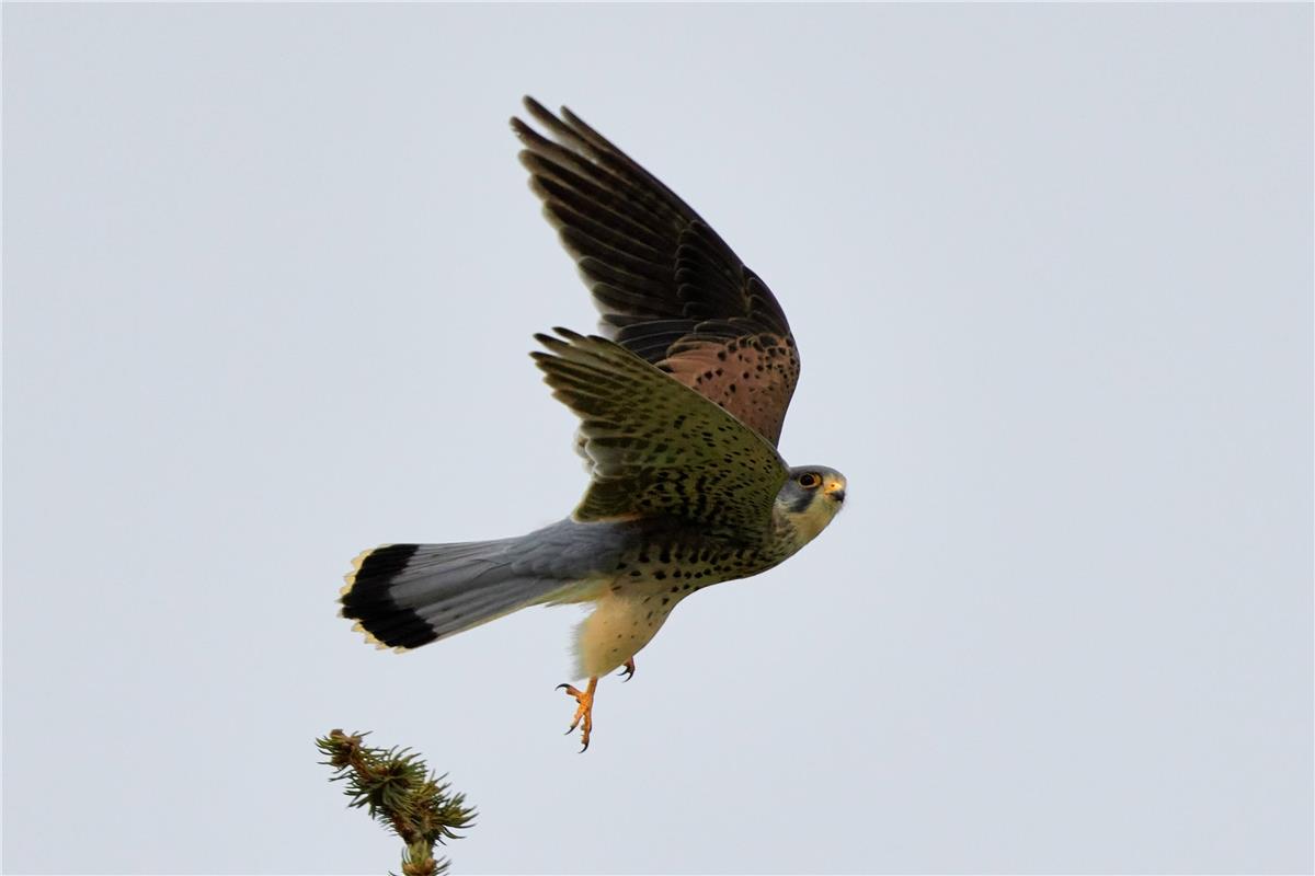 Turmfalke auf Beutesuche. Von Anne Biedermann aus Herrenberg.