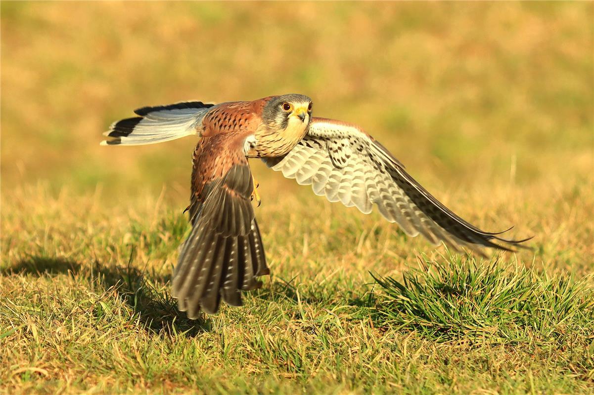 Turmfalke auf der Jagd.  Von Natalie Politz aus Hildrizhausen.