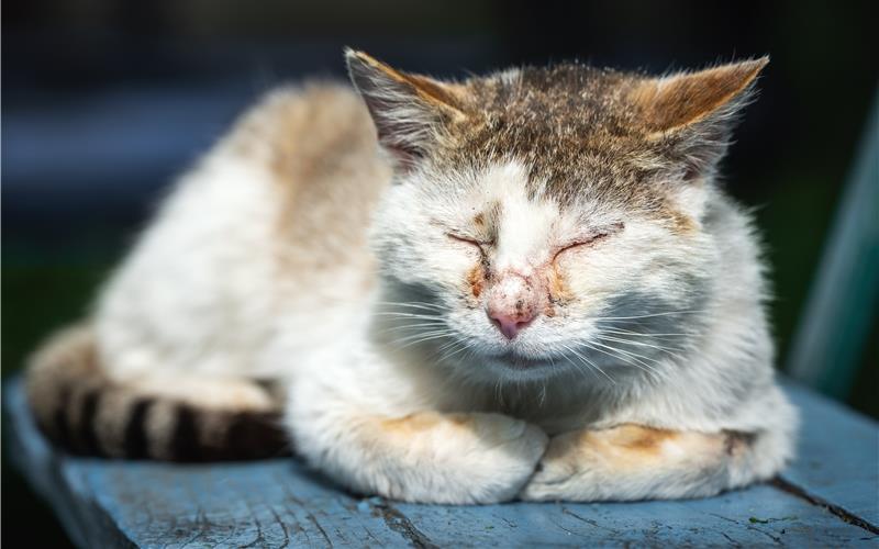Über eine Katzenschutzverordnung will Hildrizhausen Tierleid reduzieren.GB-Foto: andrei310 - stock.adobe.com