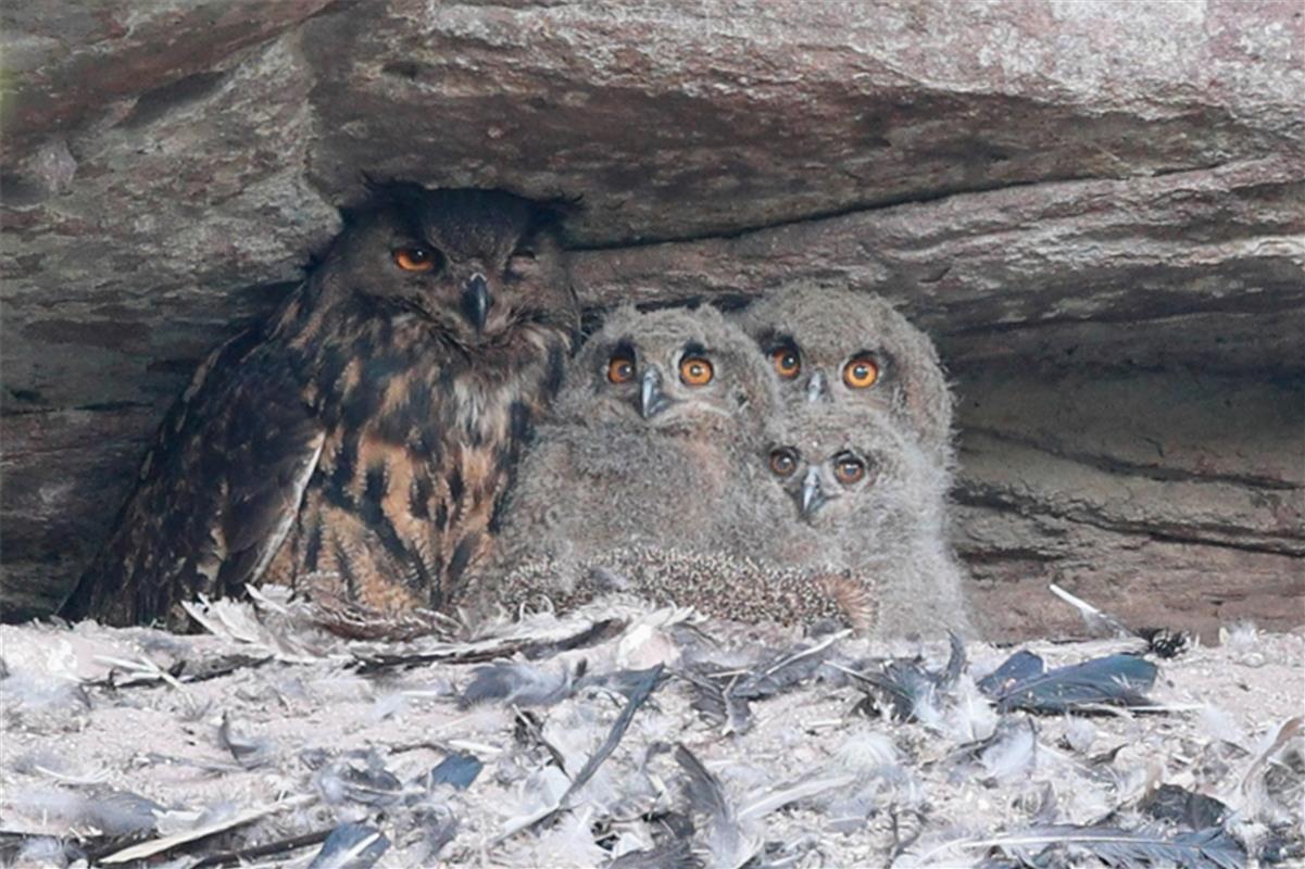 Uhu-Nachwuchs in Wildberg.  Von Hans-Günter Just aus Herrenberg.
