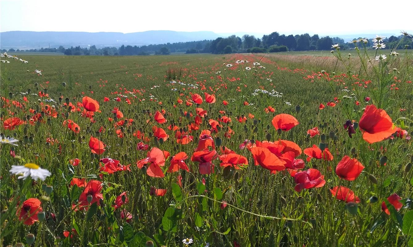 Ulrich Fallscheer hat dieses Foto gemacht: Hochsommer in Nebringen am Haslacher ...