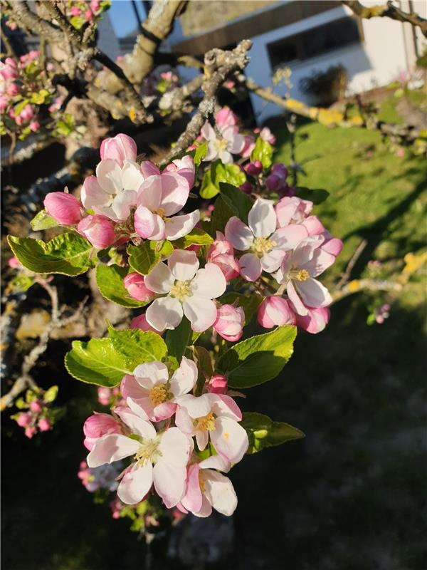 Ulrike Hätinger findet Apfelblüte in Kayh wunderschön.